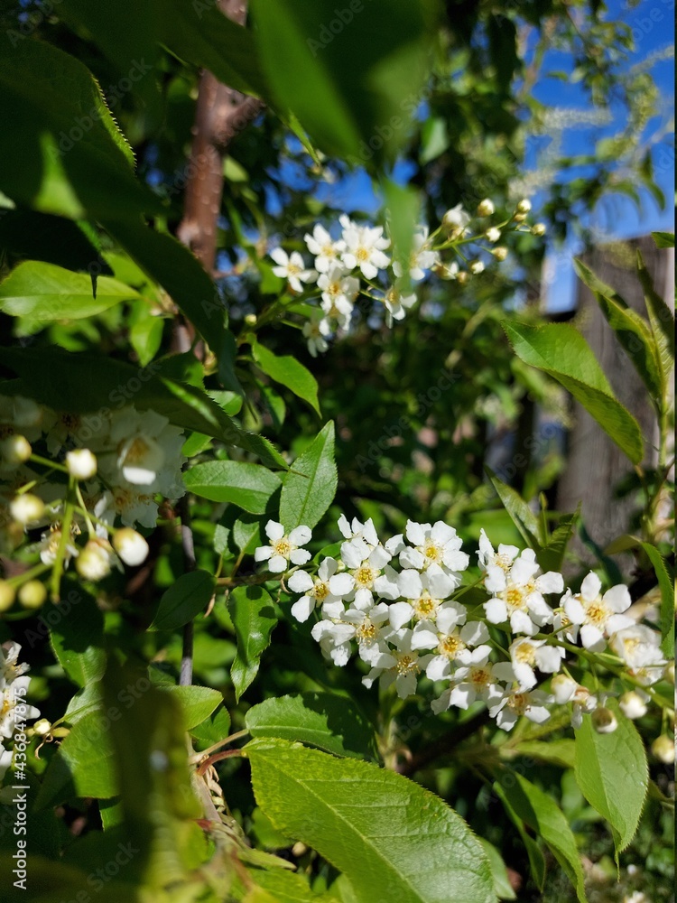 Prunus padus, known as bird cherry, hackberry, hagberry, or Mayday tree, is a flowering plant in the rose family Prunus padus, known as bird cherry, hackberry, hagberry, or Mayday tree, is a flowering plant in the rose family