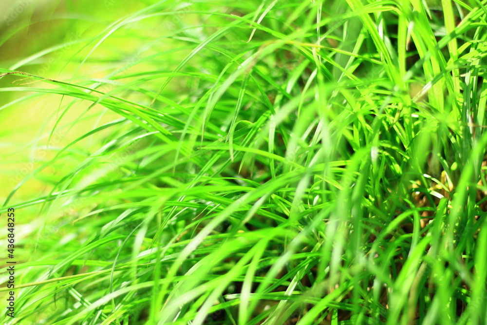 緑に茂った川沿いの草 緑に茂った川沿いの草