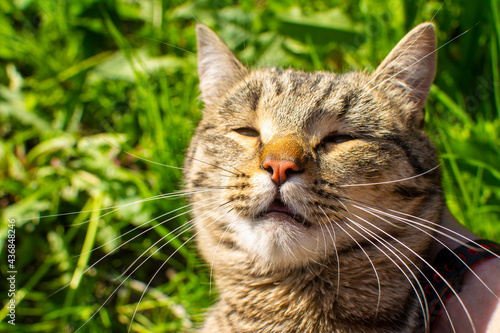 Cat in the grass on the street 