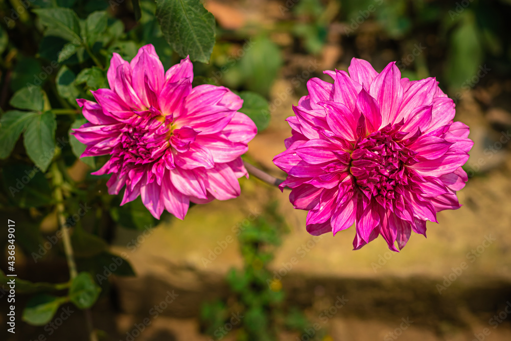Obraz premium pink flower fully bloomed close up shot with blurred background and space for text at day