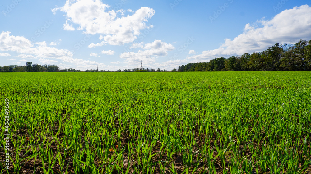 Spring landscape. Green wheat field in spring. Agriculture. Green grass, trees on the horizon blue sky. Sunny bright day. Spring landscape. Green wheat field in spring. Agriculture. Green grass, trees on the horizon blue sky. Sunny bright day.