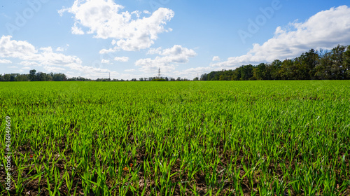Spring landscape. Green wheat field in spring. Agriculture. Green grass  trees on the horizon blue sky. Sunny bright day.