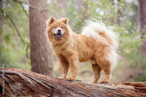 Chow Chow dog in the forest standing on a log