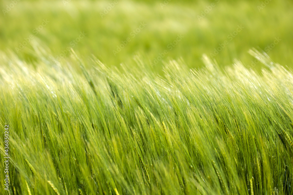 Obraz premium Feldlandschaft