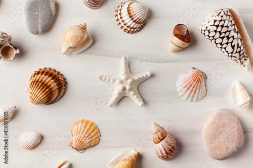 Various seashells on a white background. Summer background.