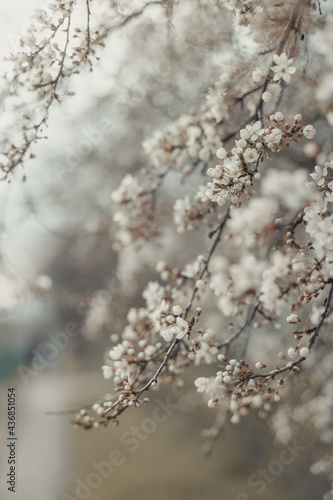 Beautiful cosmos spring banner or horizontal background with delicate blooming cherry blossoms on pastel bokeh background. Romantic © Shi 