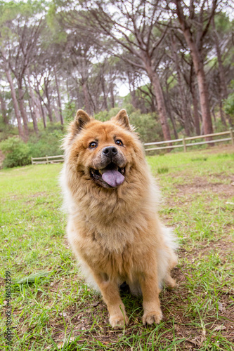 Tan Chow Chow dog in a forest
