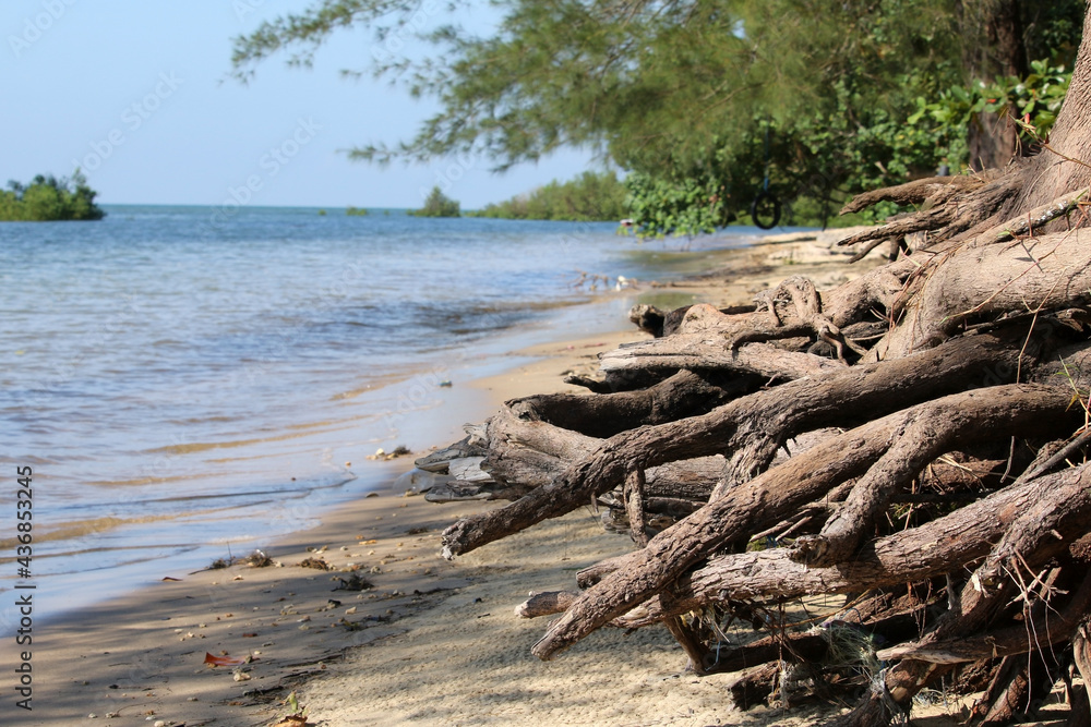 Tree roots exposed by coastal erosion with selective focus  