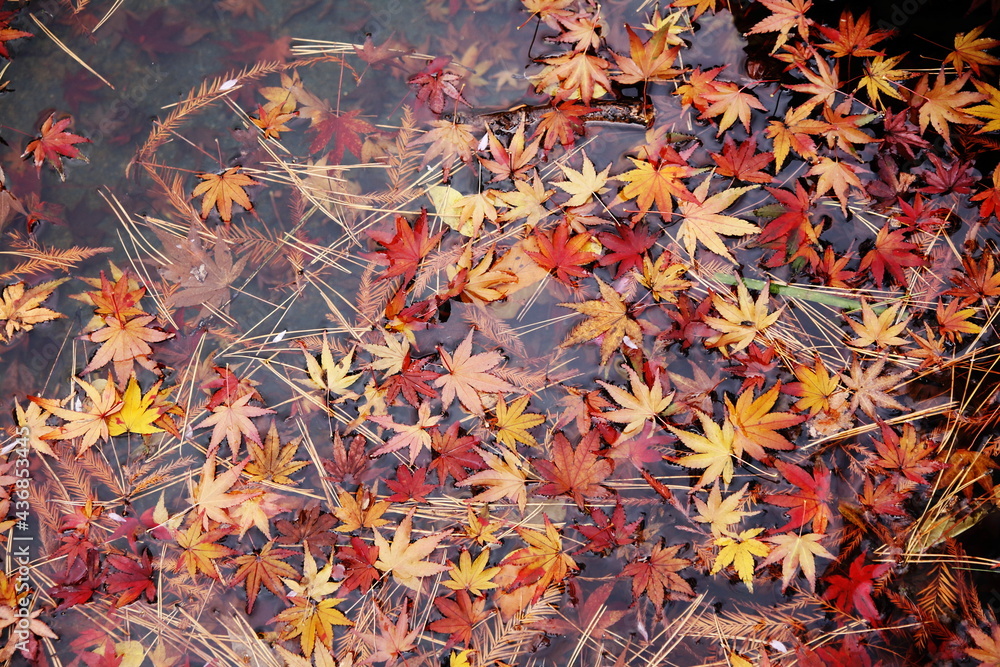 fallen leaves in autumn 秋の落ち葉たち