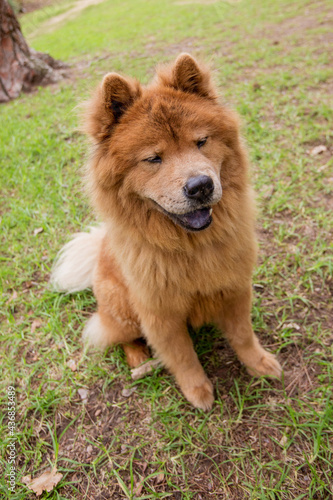 Tan Chow Chow dog in a forest