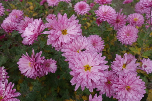 Great number of double pink flowers of Chrysanthemums in November