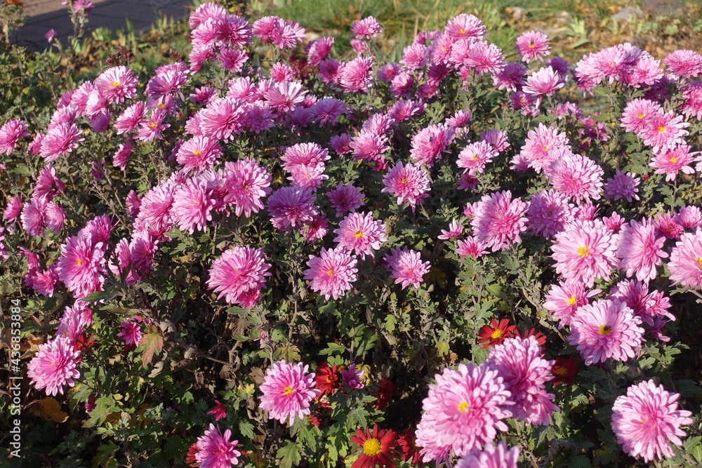 Fototapeta premium Lots of pink flowers of Chrysanthemums in mid November