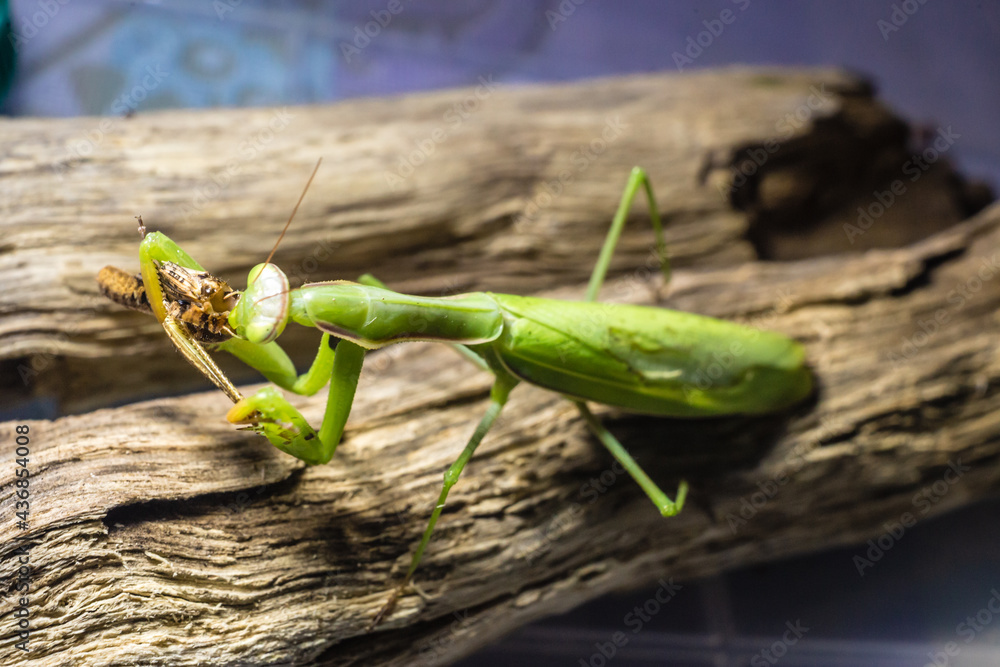 Close-up of a European praying mantis eating a grasshopper. Macro photo