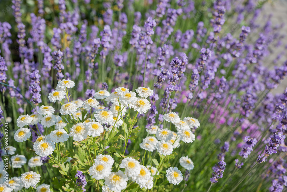 Obraz premium purple lavender and white chrysanthemum flowers