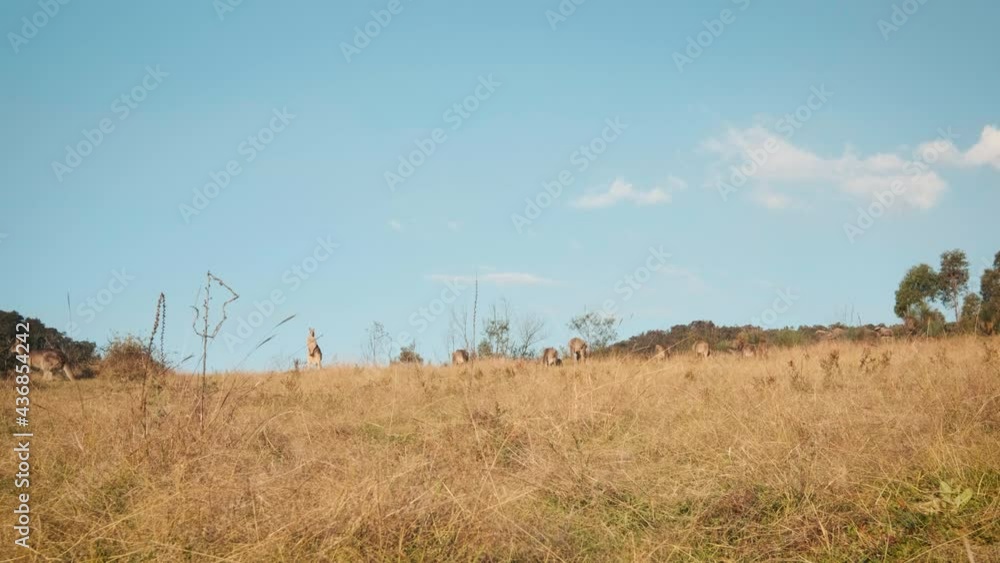 Kangaroos grazing on a dry grassy hill with trees and blue sky in the background in Australia.
Kangaroos grazing on a dry grassy hill with trees and blue sky in the background in Australia.