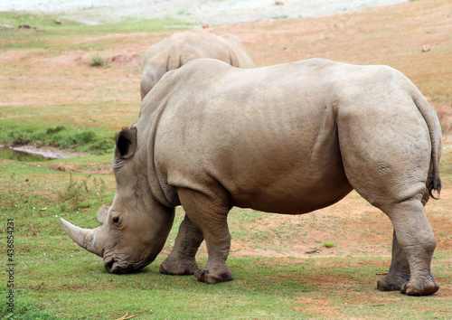 rhino in the wild © William