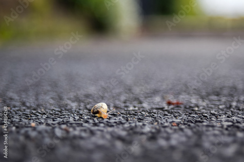 snail on the ground