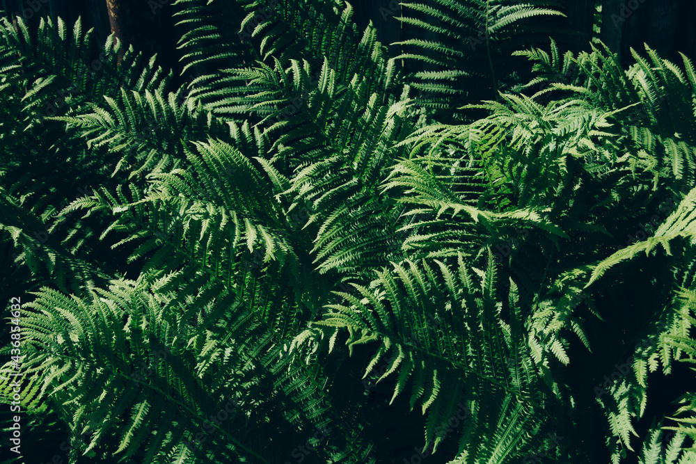 Green fresh fern leaves. Nature and environment concept Green fresh fern leaves. Nature and environment concept