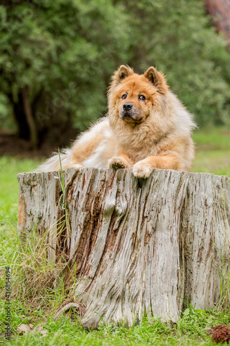 Tan Chow Chow dog in a forest