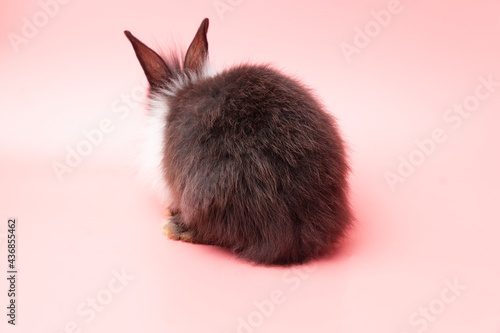 Easter holiday bunny animal concept. Back of black and white furry rabbit sitting over isolated pink background. Cuddly fleecy bunny standing only one.