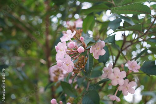 Closeup shot of blooming Luculia flowers on a tree photo