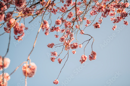 Cherry Blossom (Sakura) in English Garden
