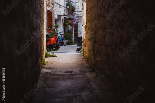 Colorful Old Town street perspective view in Trogir  Dalmatia  Croatia. Kitten in the stone street of Trogir.