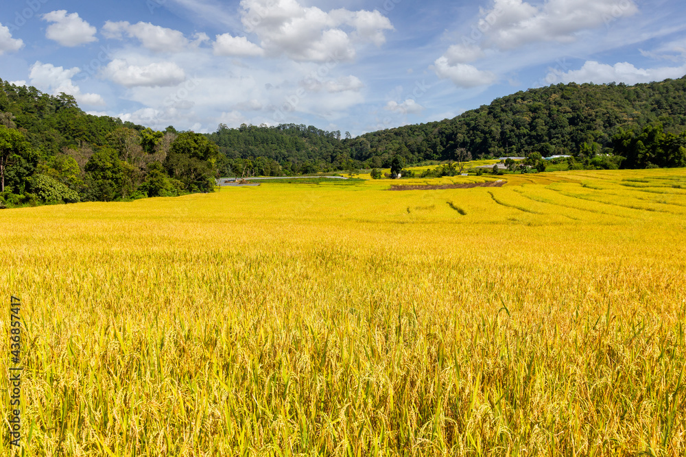 Green Terraced Rice Field in Mae Klang Luang, Chiang Mai
