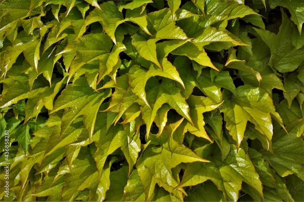 Obraz premium Zielone liście
