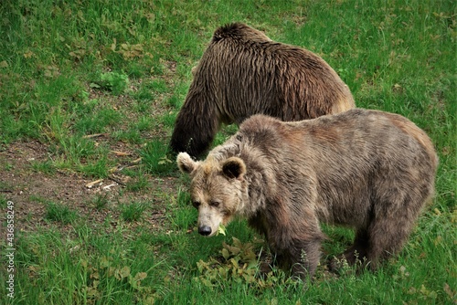 Niedźwiedzie 2