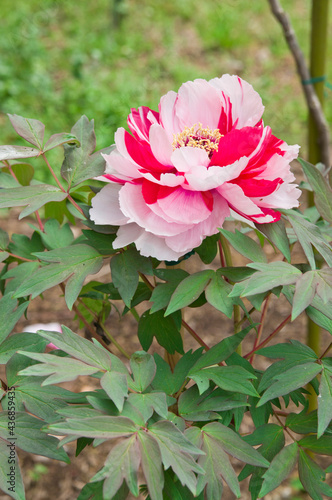 The name of this peony is Shima-nishiki.
Scientific name is Paeonia suffruticosa.