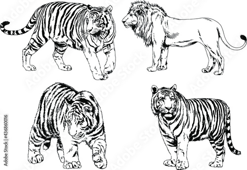 vector drawings sketches different predator   tigers lions cheetahs and leopards are drawn in ink by hand   objects with no background