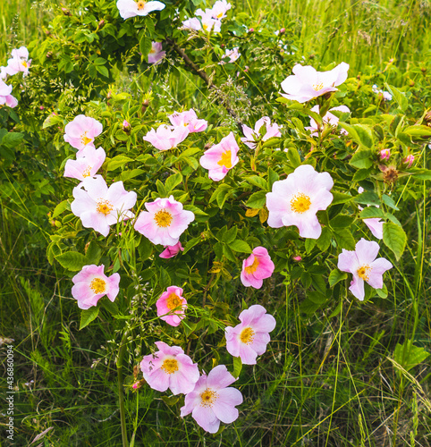 Flowers, butterfly, grasshopper and nature views