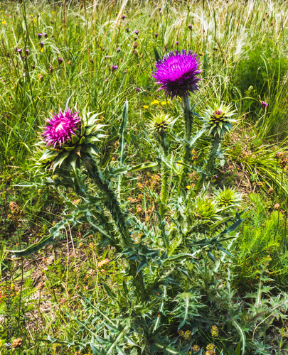 Flowers, butterfly, grasshopper and nature views