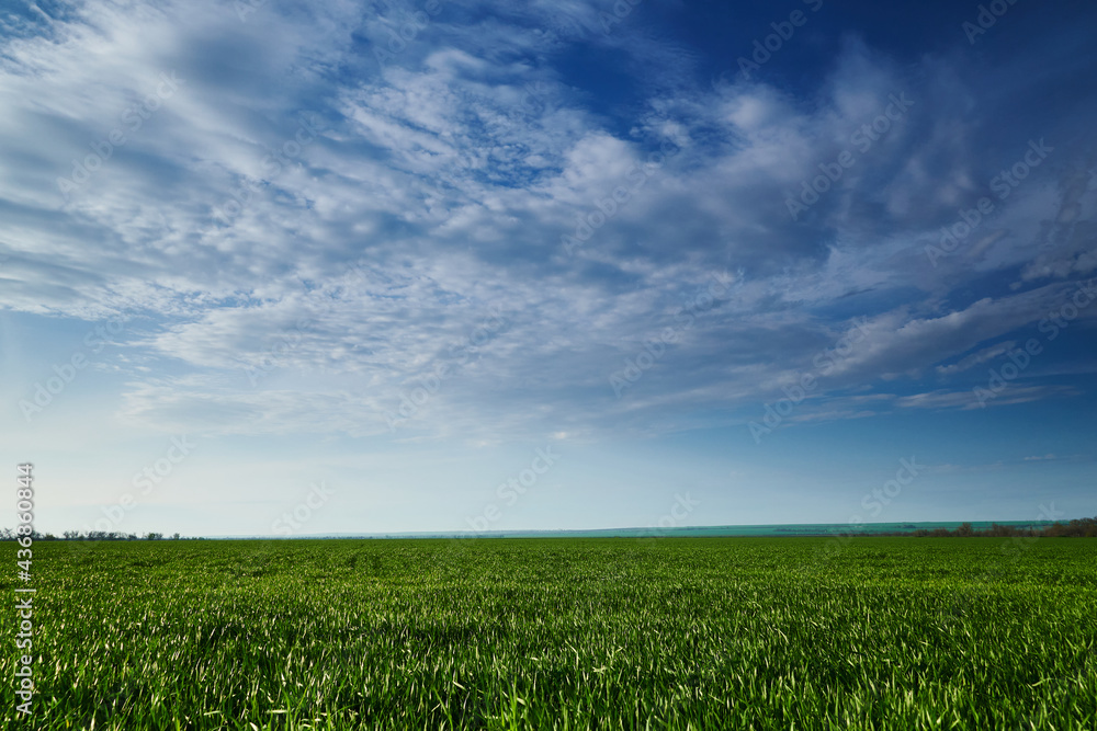 agricultural field with young sprouts and a blue sky with clouds - a beautiful spring landscape agricultural field with young sprouts and a blue sky with clouds - a beautiful spring landscape