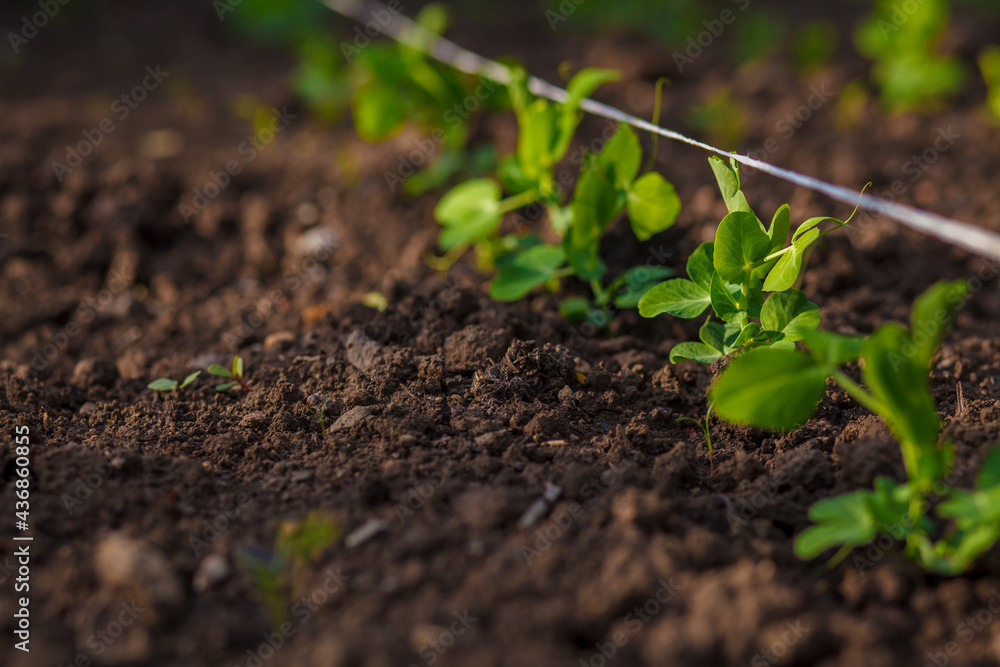 Young green sprouts of vegetable peas have just grown in the garden beds in the spring. Agricultural field on which grow young green peas, small depth of field