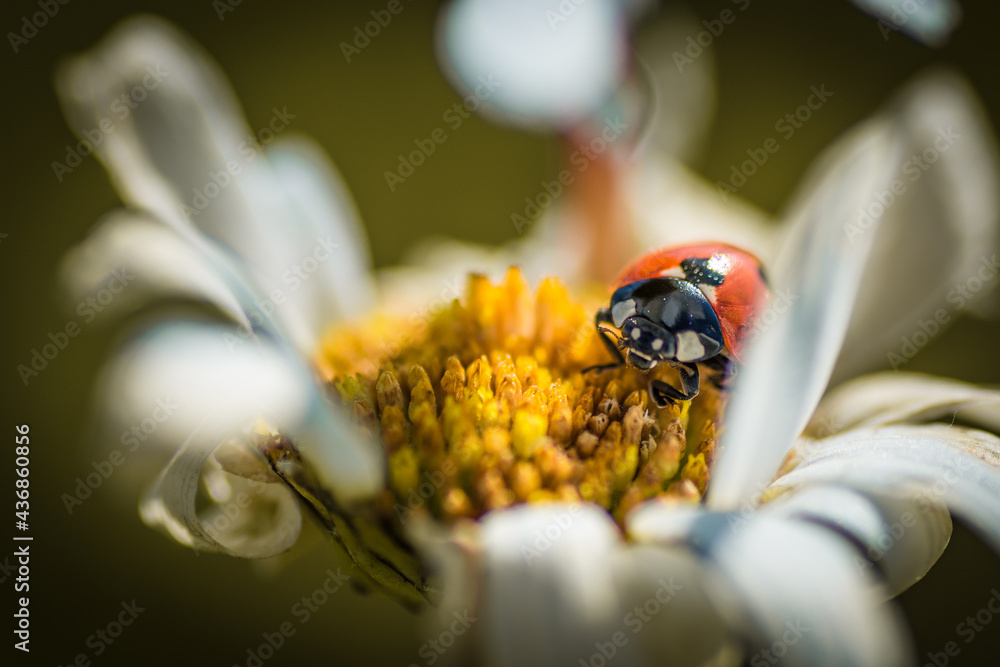 Coccinelle sur fleur - Tarn - Occitanie - France Coccinelle sur fleur - Tarn - Occitanie - France