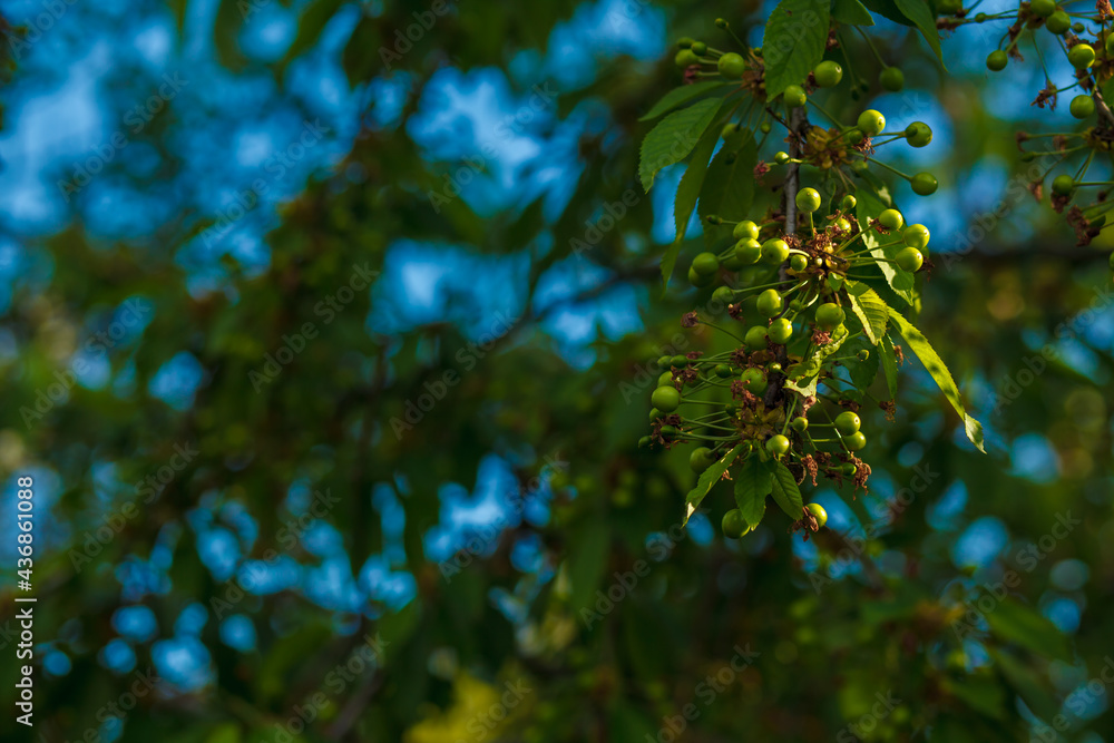 Fototapeta premium A branch of a sweet cherry with green fruits. The development of a berry on a fruit tree.