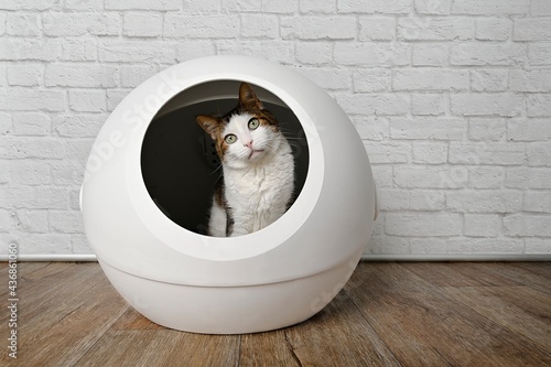 Cute tabby cat sitting in a self cleaning litter box and looking curious to the camera.