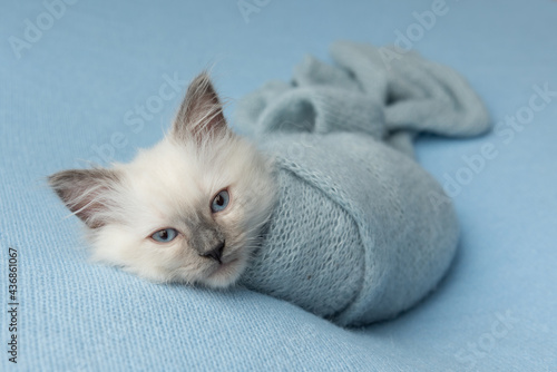 Cute Ragdoll Kitten Photoshoot