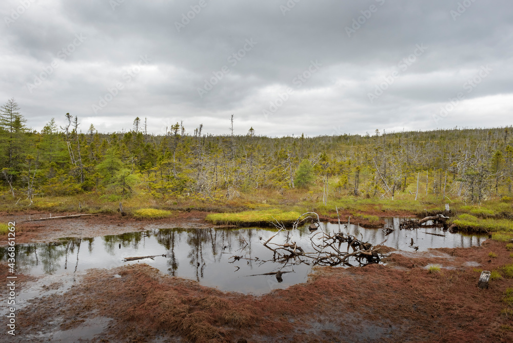 Boreal forest, Avalon wilderness reserve, Newfoundland and Labrador, Canada