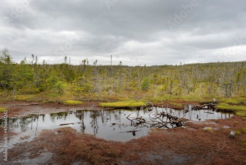 Fototapeta Naklejka Na Ścianę i Meble -  Boreal forest, Avalon wilderness reserve, Newfoundland and Labrador, Canada
