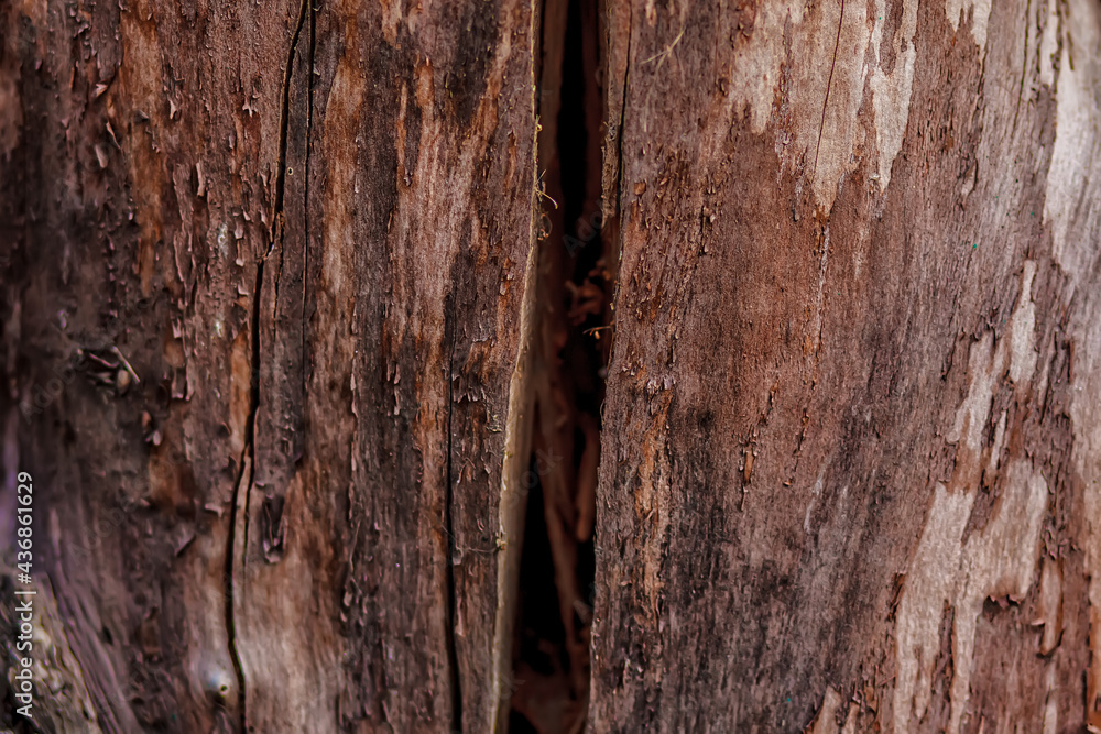 The crack on the surface of the cut wood. Close up of dead tree trunk. Soft focus. Space for text. Leadwood Textured Background - Hardwood beauty through the weathered time The crack on the surface of the cut wood. Close up of dead tree trunk. Soft focus. Space for text. Leadwood Textured Background - Hardwood beauty through the weathered time