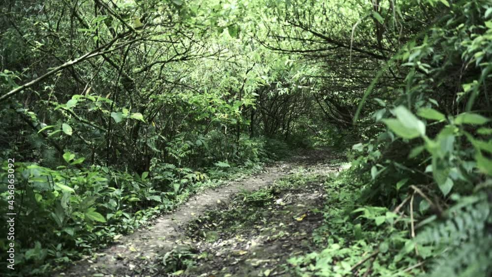 The sunlight shines on the trail. The branch gently swing and leaves falling. The sunlight shines on the trail. The branch gently swing and leaves falling.