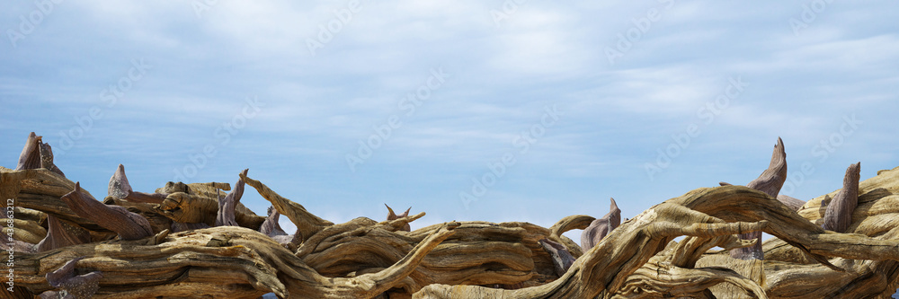 driftwood, pile of aged branches on the beach driftwood, pile of aged branches on the beach