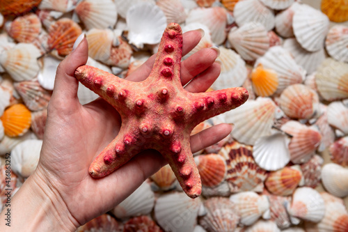 Sea star in hand against the background of a pattern of shells