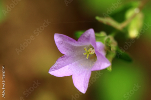 close up of flower