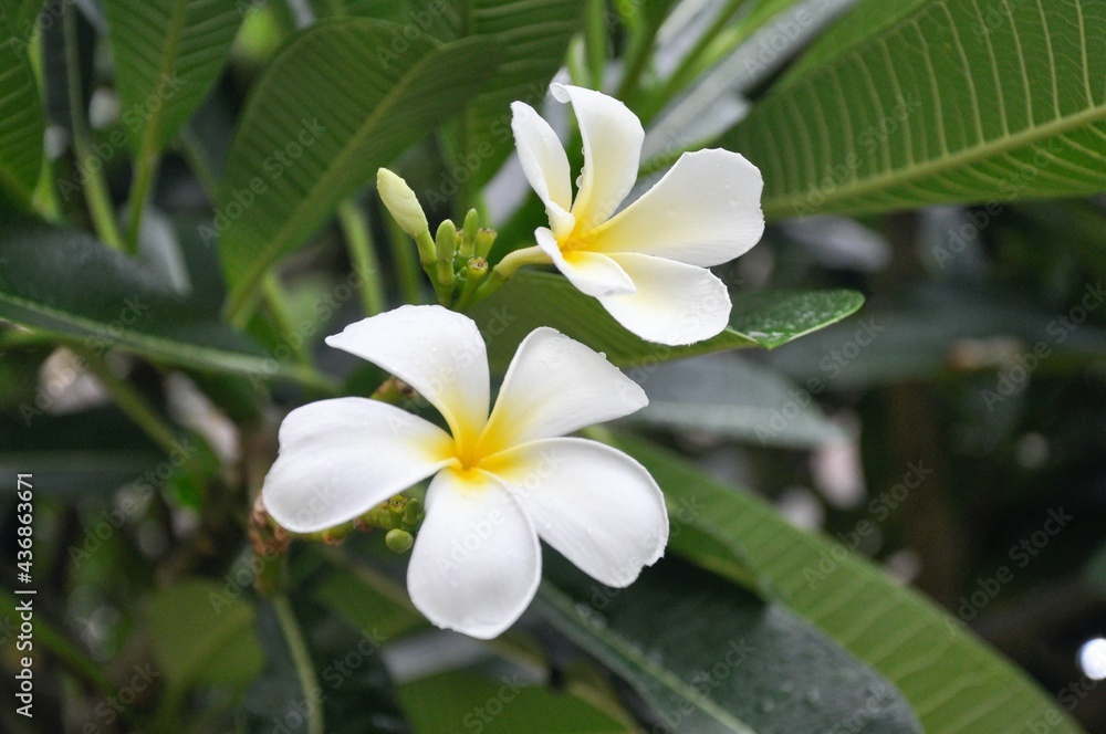 Fresh frangipani (plumeria) flower Fresh frangipani (plumeria) flower