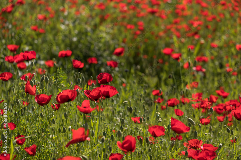 Poppy field Poppy field