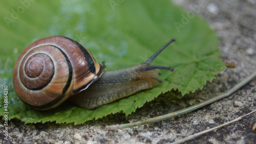 Bänderschnecke